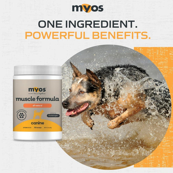 MYOS Formule musculaire canine Supplément pour chiens