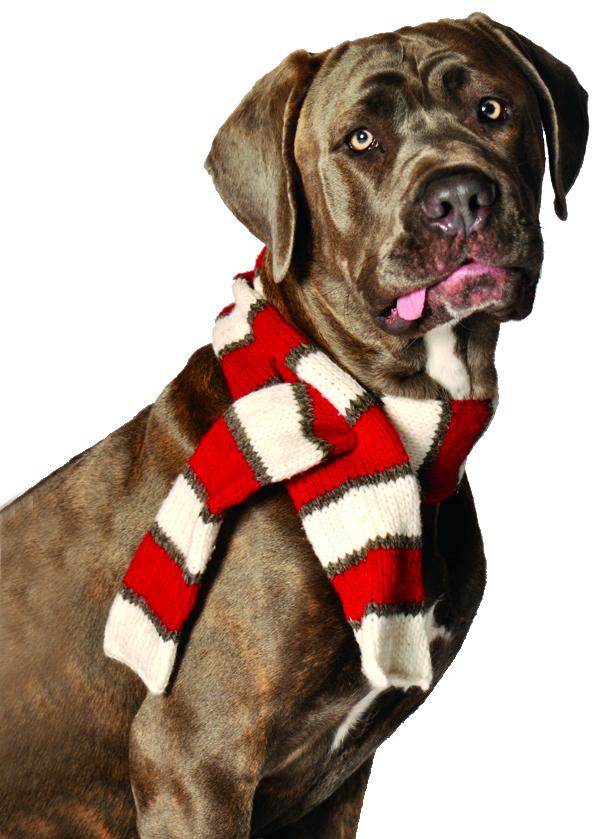 Chilly Dog Hand Knit Wool Dog Scarf, White/Red