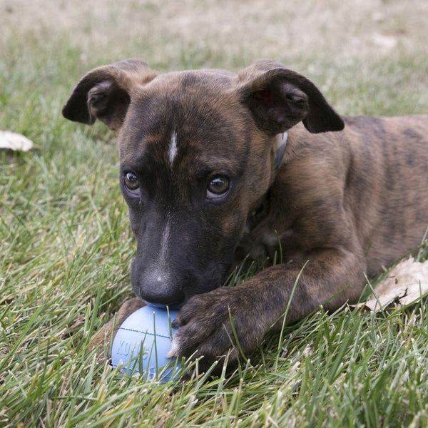 KONG Puppy Ball with Hole Dog Toy