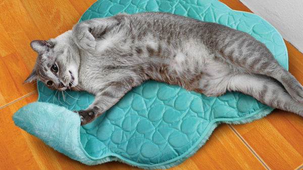 KONG Play Spaces Jouet pour Chat Nuage