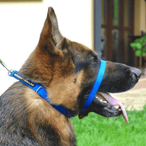 The Canny Company Collier Canny pour chien, bleu