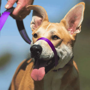 The Canny Company Canny Dog Collar, Purple