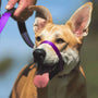 The Canny Company Canny Dog Collar, Purple