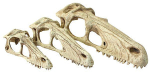 Crâne de raptor de Komodo pour terrariums