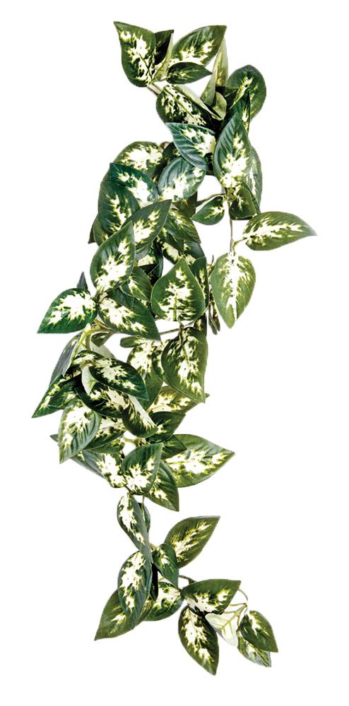 Plante de terrarium suspendue Komodo Borneo
