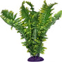 Komodo Plante de Boston Fern pour terrarium