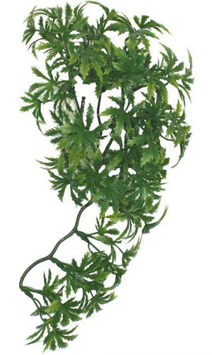 Plante de terrarium de vigne à feuilles de papaye de Komodo