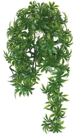 Plante de terrarium de vigne à feuilles de papaye de Komodo