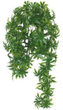 Plante de terrarium de vigne à feuilles de papaye de Komodo