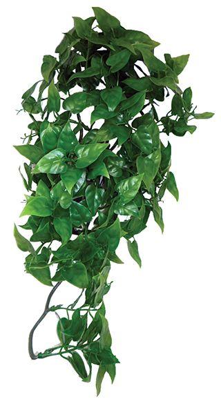 Komodo Philodendron Plante suspendue pour terrarium