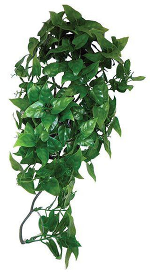 Komodo Philodendron Plante suspendue pour terrarium