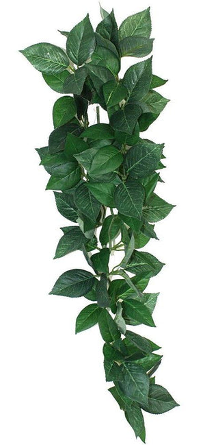 Plante de terrarium suspendue Komodo Sumatra