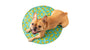 GF Pet Cooling Round Ice Dog Mat, Aqua