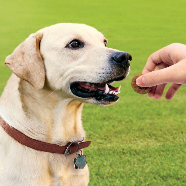KONG gâteries pour chiens aux mini boulettes de viande et au poulet