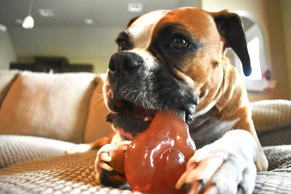 TEX'S Smoke'N'Chews Jouet os à joint pour chien