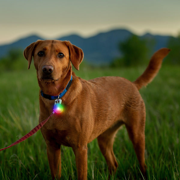 Nite Ize SpotLit Disc-O Tech Rechargeable Carabiner Light for Dog Collars