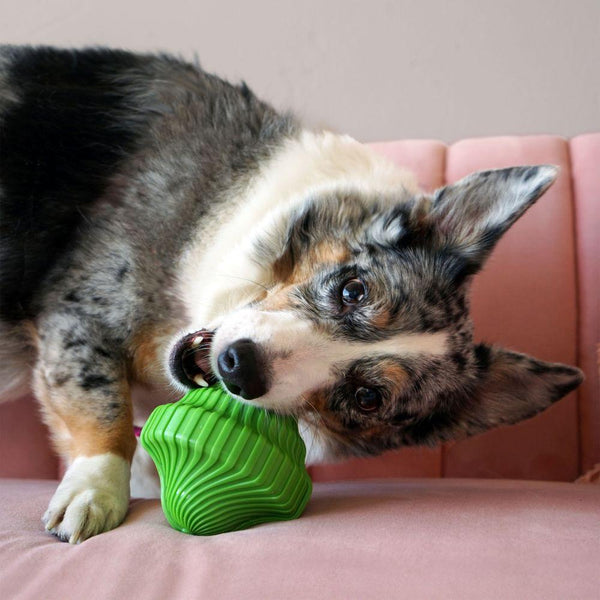 KONG Squeezz Orbitz Ball Jouet pour chien Assortiment