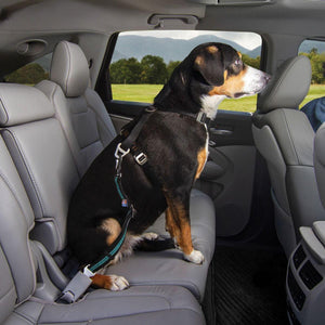 Kurgo Direct To Seatbelt Swivel Dog Tether, Blue