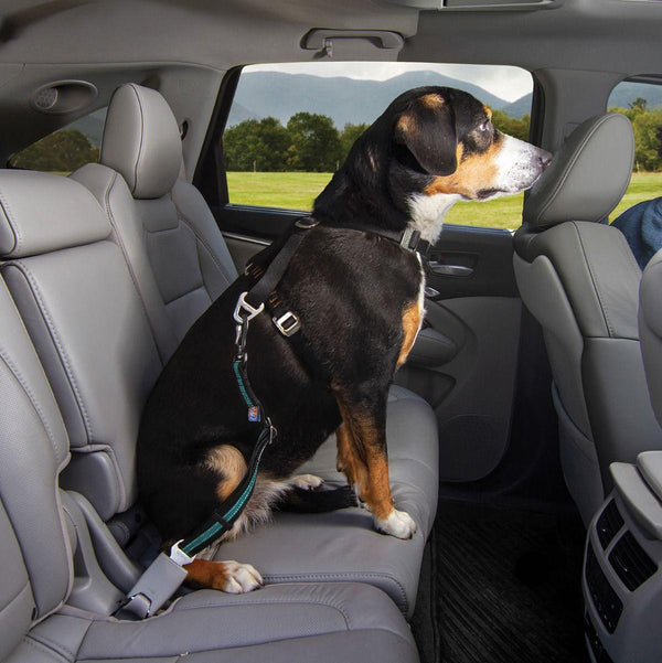 Kurgo Direct To Seatbelt Swivel Dog Tether, Blue