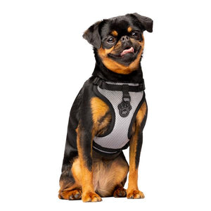Canada Pooch The Everything Mesh Dog Harness, Reflective