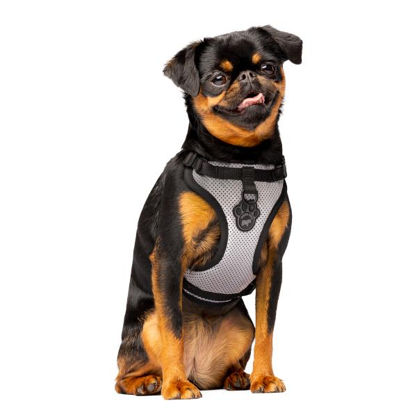 Canada Pooch The Everything Mesh Dog Harness, Reflective