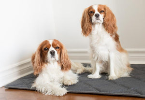 BeOneBreed Tapis pour chien Upturn, gris foncé