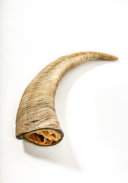 QT Dog Gobi Goat Horn Dog Treats