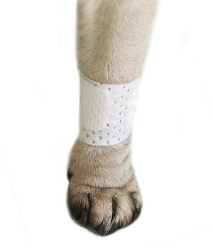PawFlex Basic Disposable Dog Bandage