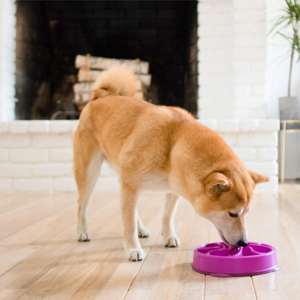 Outward Hound Fun Feeder Slo Bowl Gamelle lente pour chien, Violet