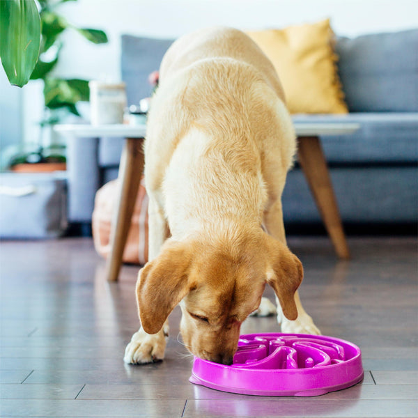 Outward Hound Fun Feeder Slo Bowl Gamelle lente pour chien, Violet
