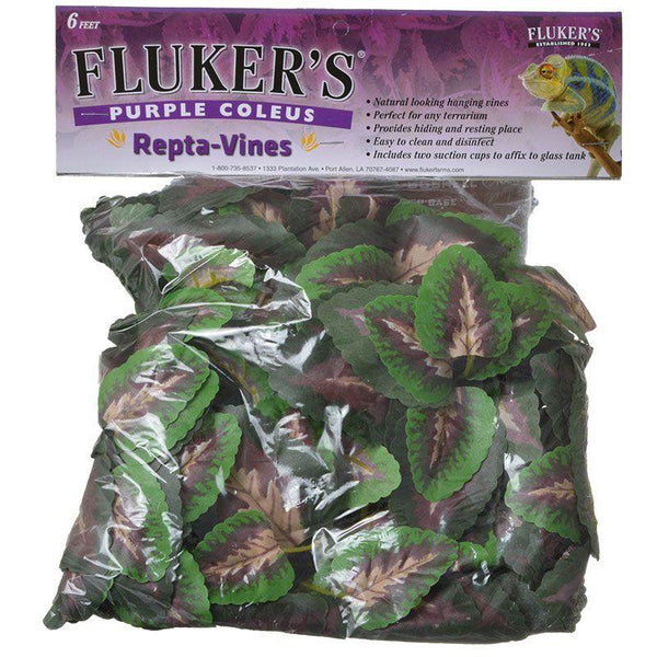 Fluker's Plante terrarium Coleus Repta-Vine violet