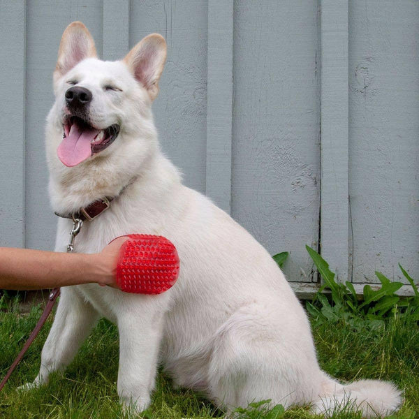 Shedrow K9 Jelly Scrubber magnétique outil de toilettage pour animaux, rouge, taille unique