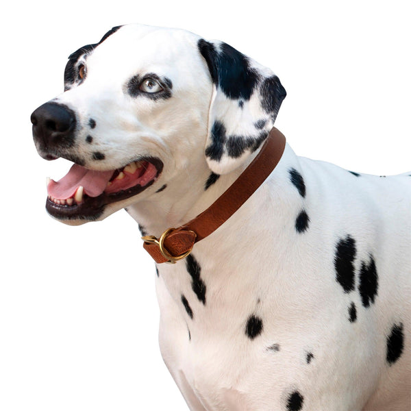 Shedrow K9 Collier pour chien en cuir plat Bristol II, Fauve