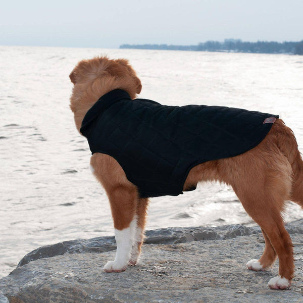 Shedrow K9 Brentwood Quilted Dog Coat, Black