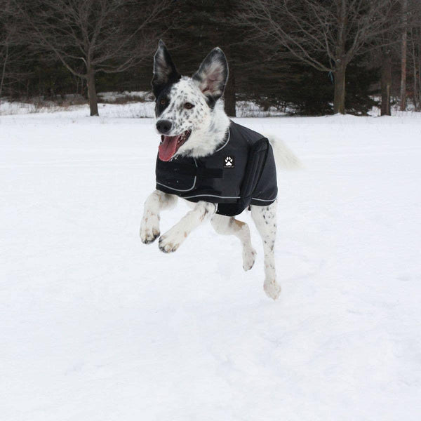 Shedrow K9 Manteau pour chien Toundra, noir