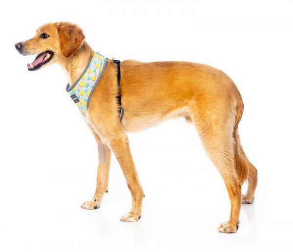 FuzzYard Dog Harness, Summer Punch