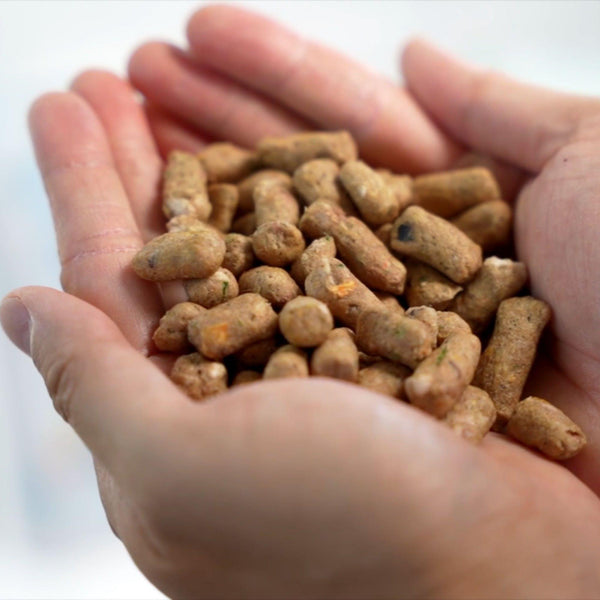Healthybud Bouchées repas bœuf nourriture lyophilisée pour chiens