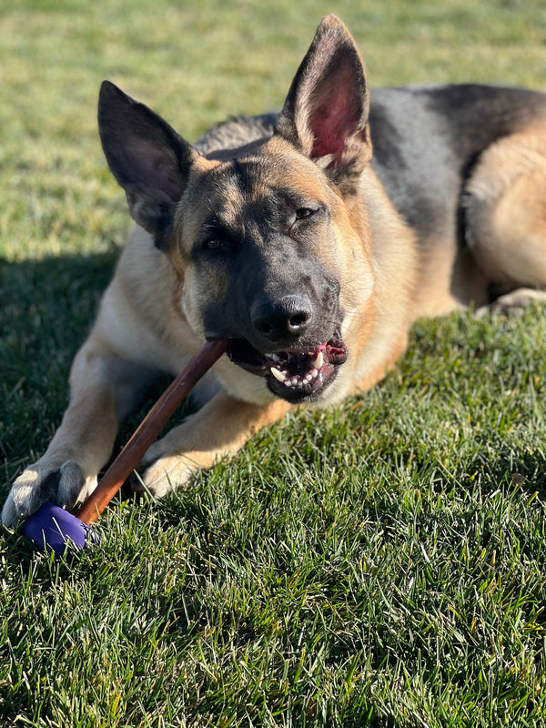 Bully Grip Bully Lok Jouet pour chien Porte-friandises.