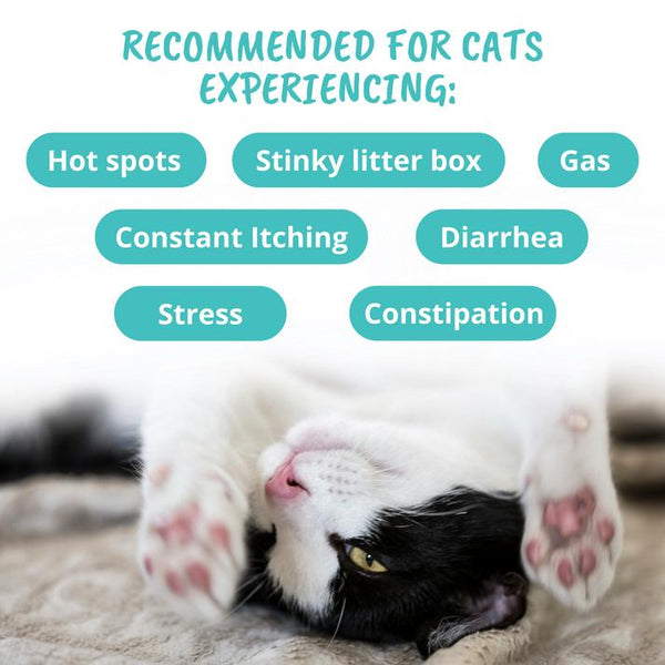 Under the Weather Friandises molles probiotiques pour chats