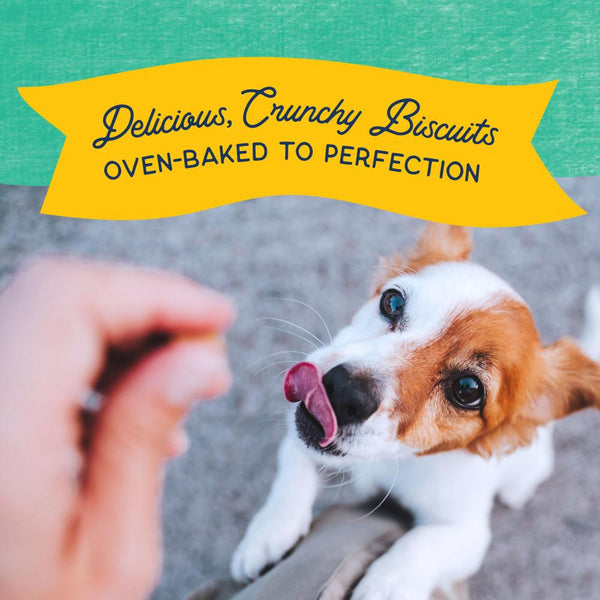 Natural Balance Rewards Biscuits croustillants taille bouchée avec vrai poulet Friandises pour petits chiens