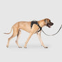 Canada Pooch Harnais Complete Control pour chiens, noir