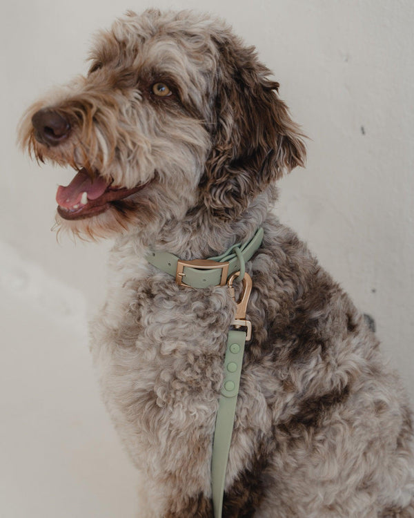 Dexypaws Collier imperméable pour chiens, Vert Sauge