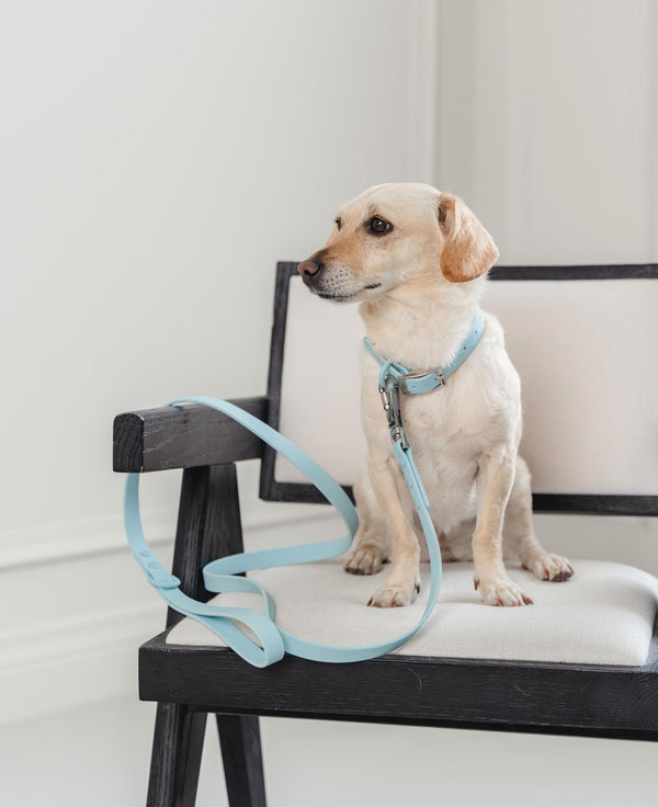 Dexypaws Collier imperméable pour chiens, Bleu Ciel