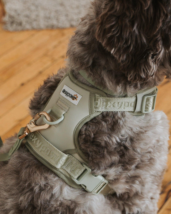 Dexypaws Harnais anti-traction pour chiens, Vert Sauge