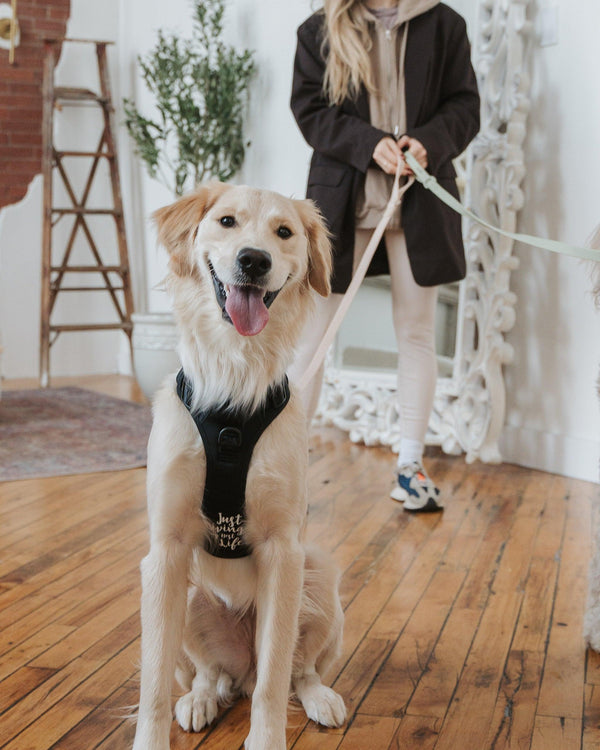 Dexypaws No-Pull Dog Harness, Black