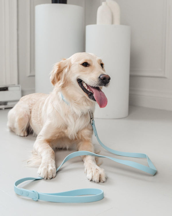 Dexypaws Laisse imperméable pour chien, Bleu ciel