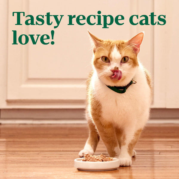 Nutro Perfect Portions Salmon & Tuna Pate Grain-Free Wet Cat Food Trays