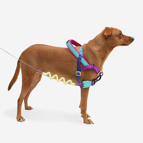 Zee.Dog Harnais SofterWalk pour chien, Shockwave