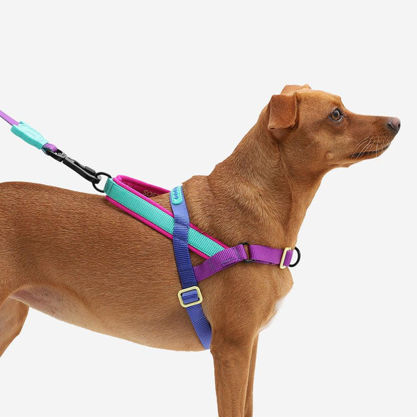 Zee.Dog Harnais SofterWalk pour chien, Shockwave