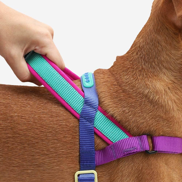 Zee.Dog Harnais SofterWalk pour chien, Shockwave